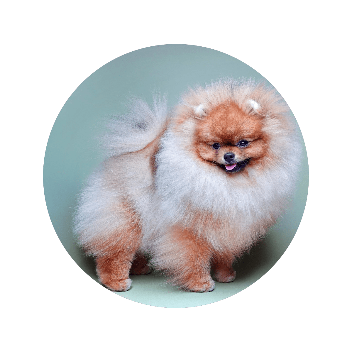 Померанський золотий шпіц